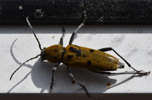 Chlorophorus glabromaculatus